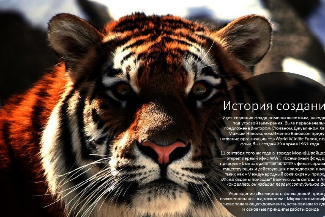 Сделаю качественную презентацию