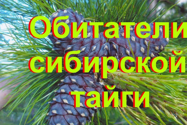 Сделаю видеоролик