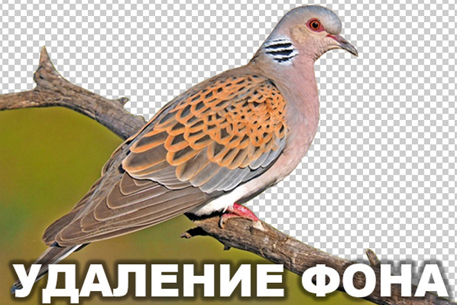 Удалю фон с картинок и фотографий