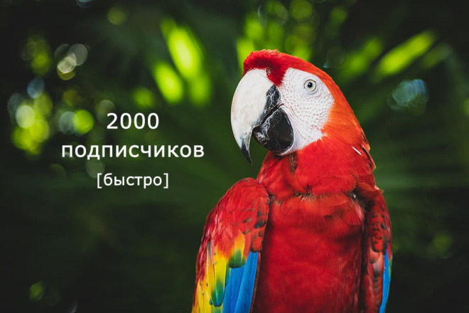 2000 подписчиков для инстаграм