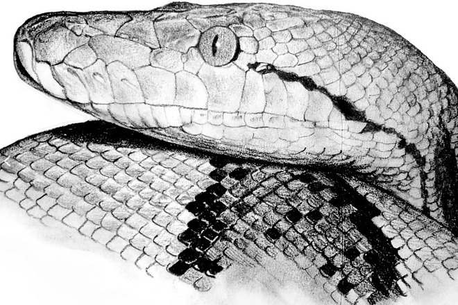 Разрабатываю программы для ПК на языке python