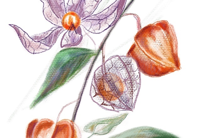 Нарисую красивые ботанические скетчи