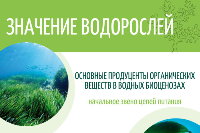 Создание флаеров на платформе canva