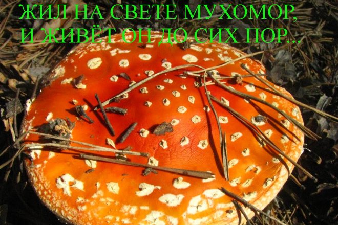 Стихи и сказки для детей, взрослых детей, и детей пенсионного возраста
