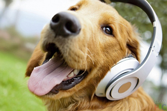 Транскрибация текста и набор текста