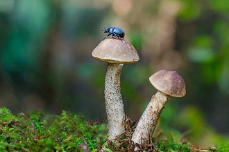 Статья про грибы