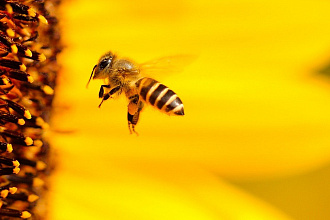 Статья про пчел