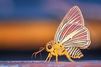 Статья про бабочек