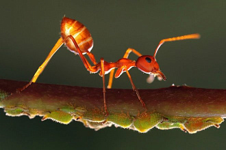 Текст про муравьев