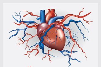 Инфографика. Анатомия сердца