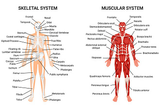 Инфографика анатомия человека