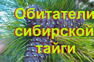 Сделаю видеоролик