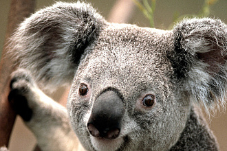 Удаляем фон с видео
