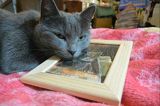 Нарису портрет вашего питомца
