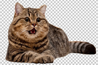 Удалю или заменю фон изображения или фотографии. Качественно, быстро