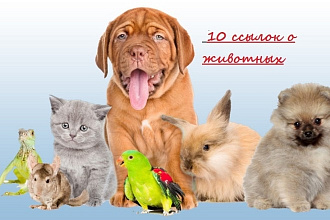 10 ссылок о животных