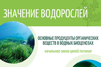 Создание флаеров на платформе canva