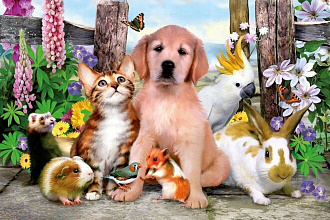 Рекламный пост в 4х группах ВКонтакте - домашние животные кошки собаки
